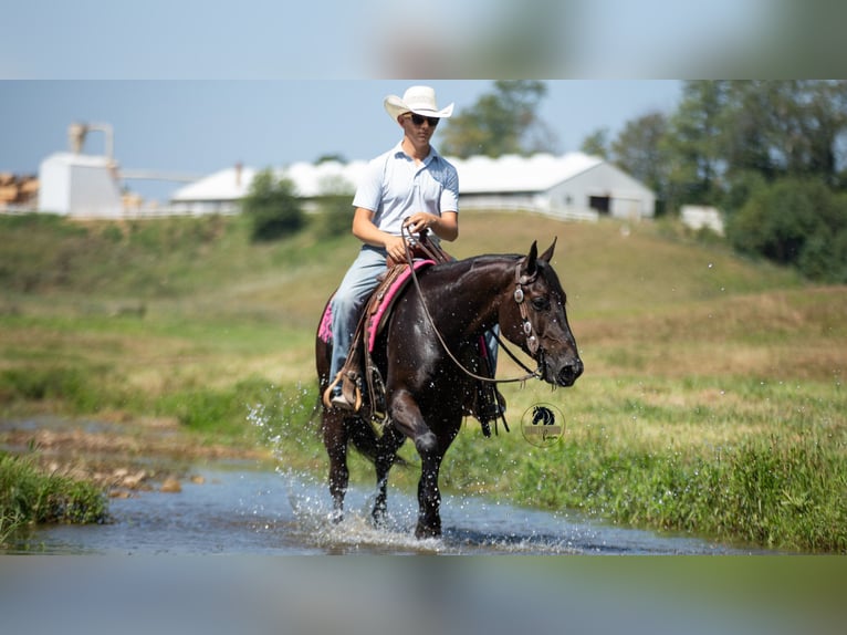 Quarter horse américain Hongre 6 Ans 152 cm Noir in Fredericksburg