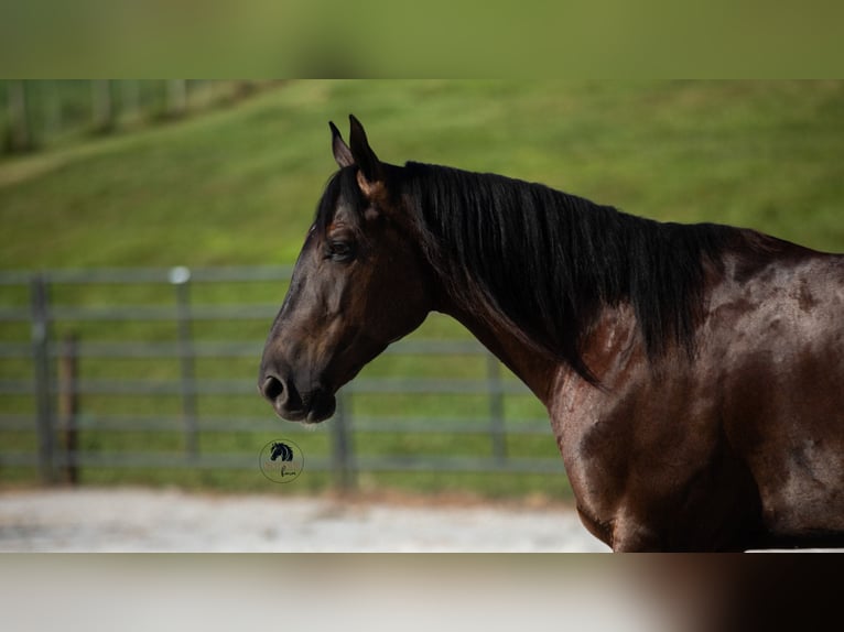 Quarter horse américain Hongre 6 Ans 152 cm Noir in Fredericksburg