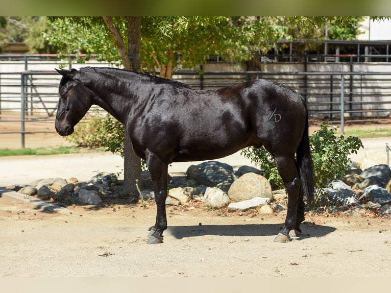 Quarter horse américain Hongre 6 Ans 152 cm Noir in Norco