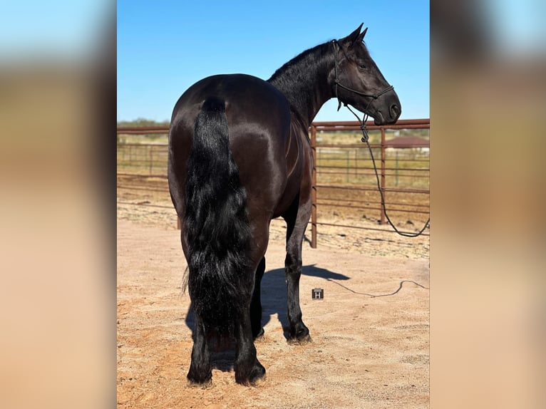 Quarter horse américain Hongre 6 Ans 152 cm Noir in Jacksboro Tx