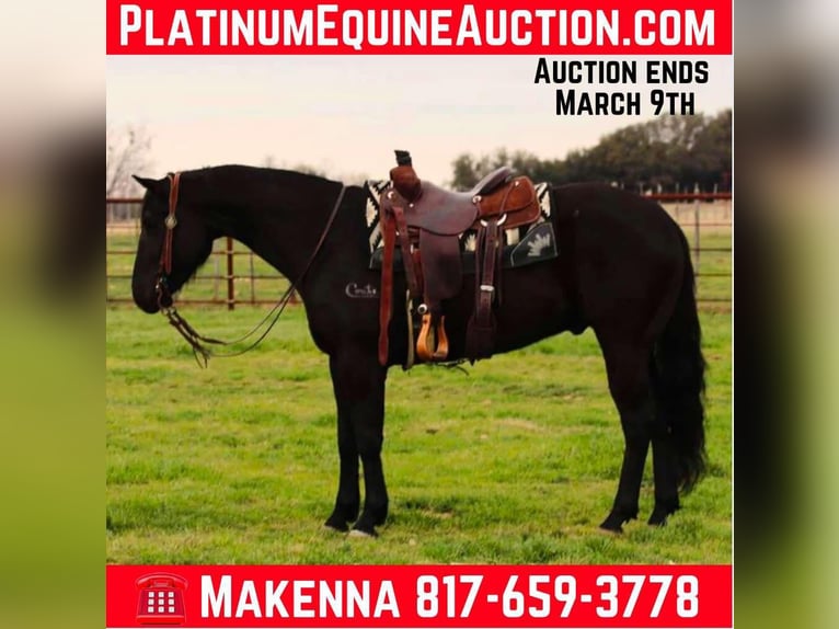 Quarter horse américain Hongre 6 Ans 152 cm Noir in Lipan TX