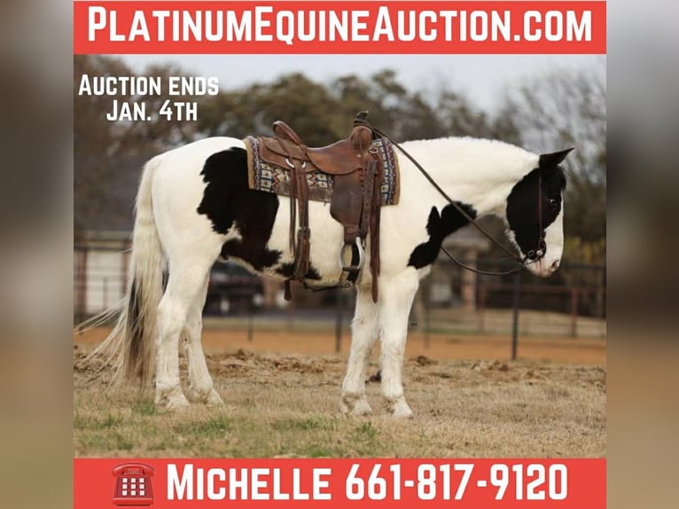 Quarter horse américain Hongre 6 Ans 152 cm Noir in Stephenville