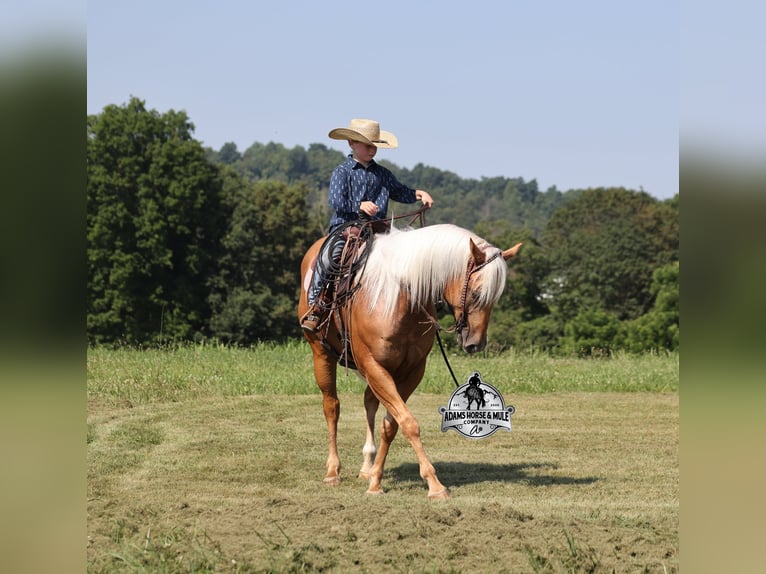 Quarter horse américain Hongre 6 Ans 152 cm Palomino in Gladstone, NJ