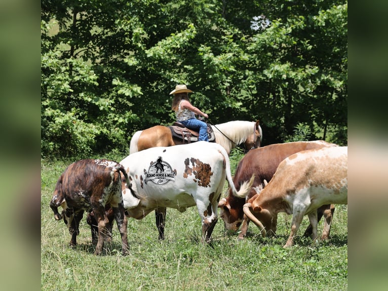 Quarter horse américain Hongre 6 Ans 152 cm Palomino in Gladstone, NJ
