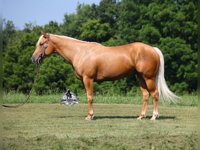 Quarter horse américain Hongre 6 Ans 152 cm Palomino in Gladstone, NJ