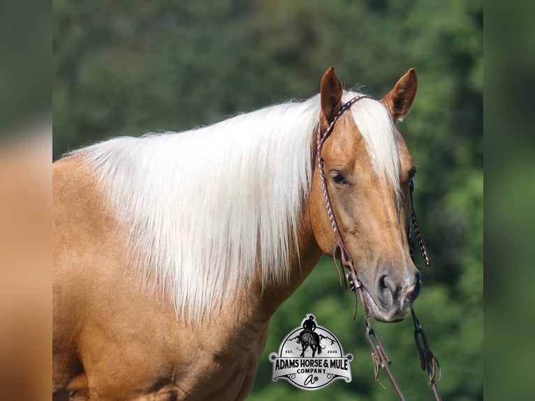 Quarter horse américain Hongre 6 Ans 152 cm Palomino in Gladstone, NJ