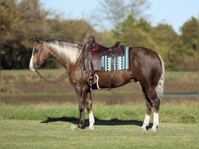 Quarter horse américain Hongre 6 Ans 152 cm Palomino in Buffalo