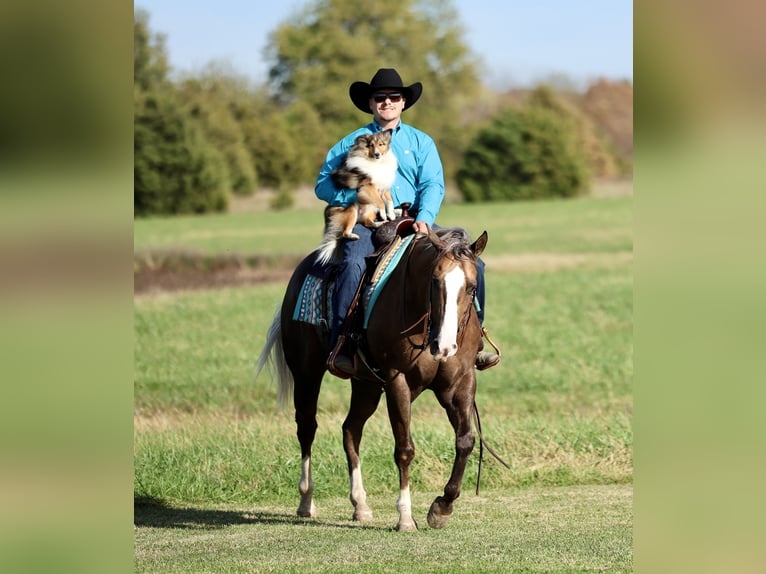 Quarter horse américain Hongre 6 Ans 152 cm Palomino in Buffalo