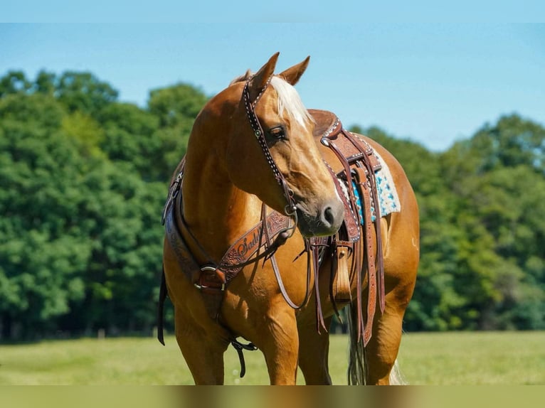 Quarter horse américain Hongre 6 Ans 152 cm Palomino in Clarion
