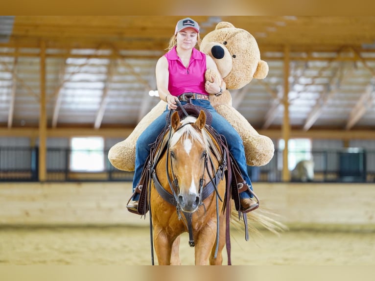 Quarter horse américain Hongre 6 Ans 152 cm Palomino in Clarion