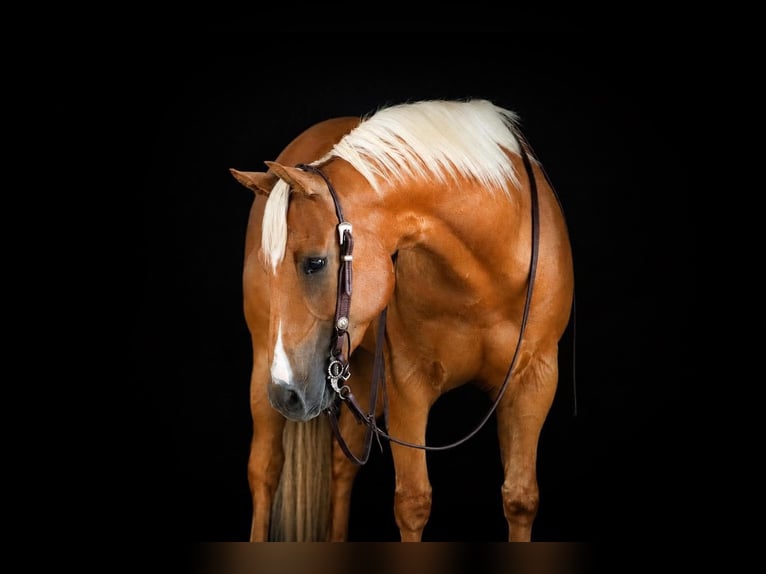 Quarter horse américain Hongre 6 Ans 152 cm Palomino in Clarion