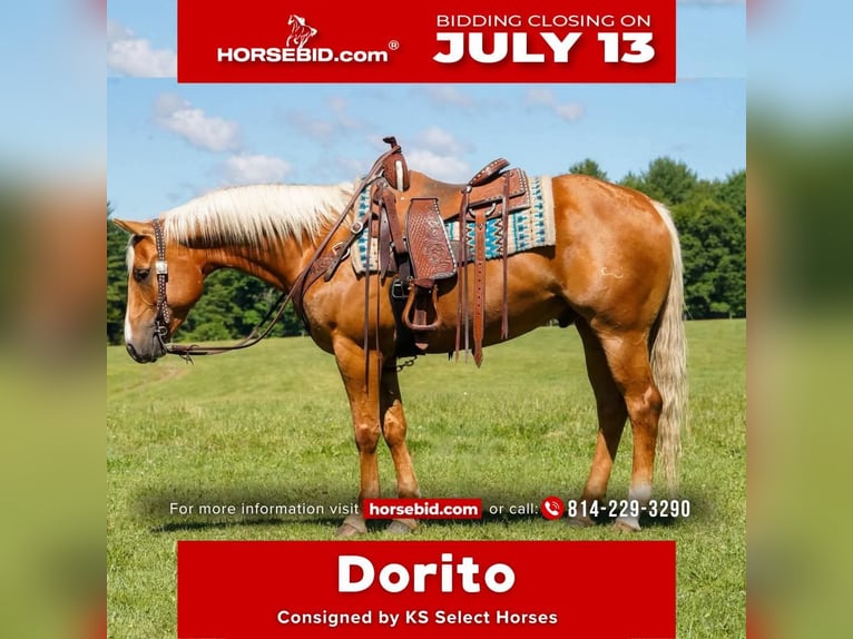 Quarter horse américain Hongre 6 Ans 152 cm Palomino in Clarion