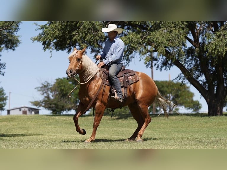 Quarter horse américain Hongre 6 Ans 152 cm Palomino in Waco, TX