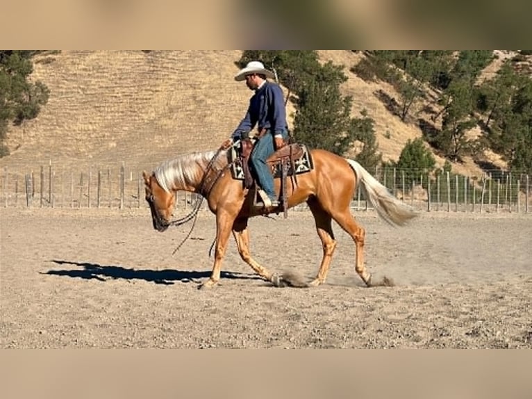 Quarter horse américain Hongre 6 Ans 152 cm Palomino in Tres Pinos