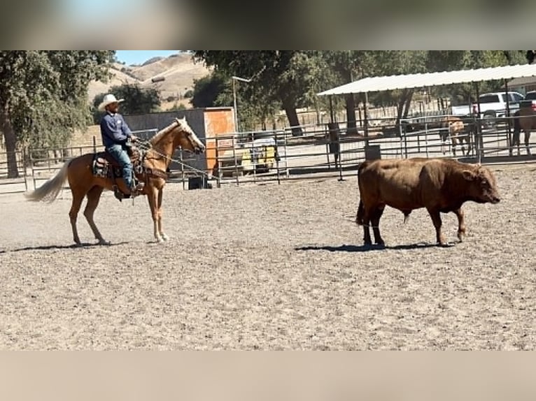 Quarter horse américain Hongre 6 Ans 152 cm Palomino in Tres Pinos