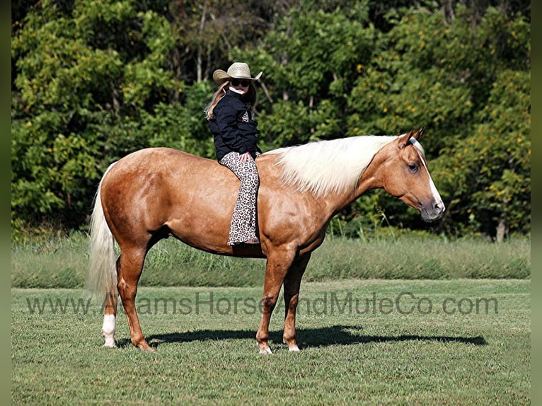 Quarter horse américain Hongre 6 Ans 152 cm Palomino in Mount Vernon