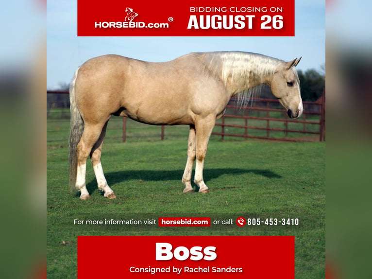 Quarter horse américain Hongre 6 Ans 152 cm Palomino in Collinsville