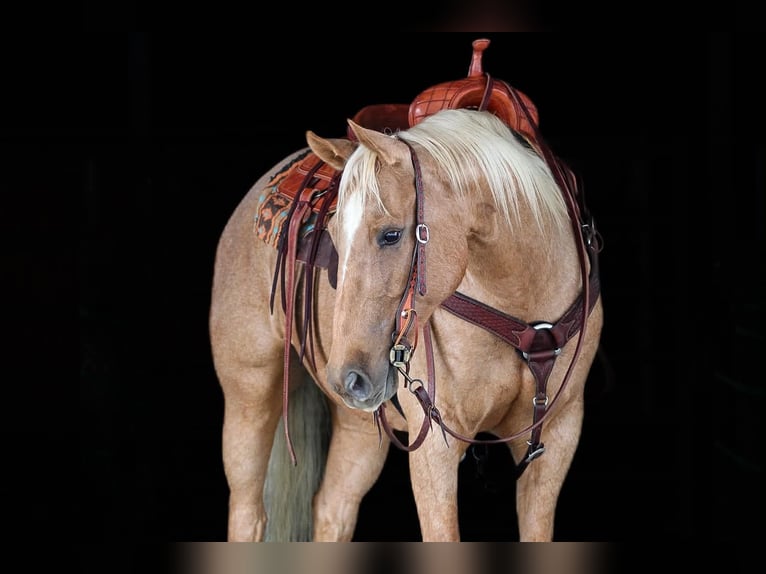 Quarter horse américain Hongre 6 Ans 152 cm Palomino in Clarion