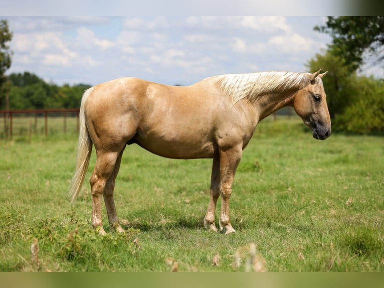 Quarter horse américain Hongre 6 Ans 152 cm Palomino in Canton, TX