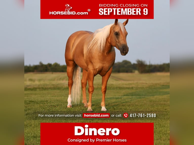 Quarter horse américain Hongre 6 Ans 152 cm Palomino in Buffalo, MO