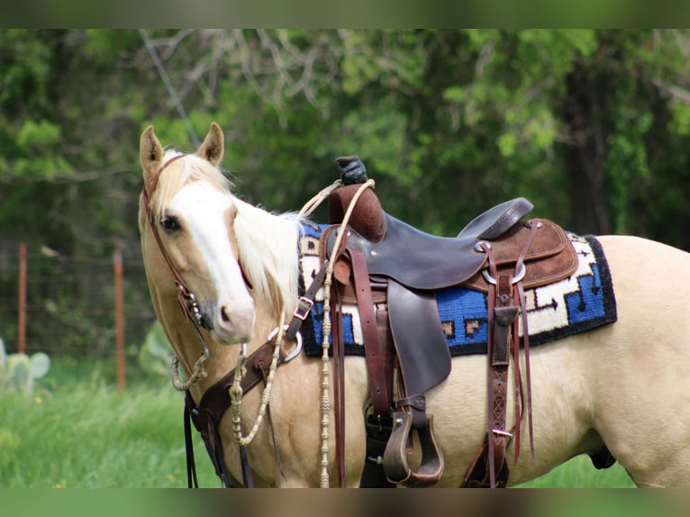 Quarter horse américain Hongre 6 Ans 152 cm Palomino in Morgan MIll TX