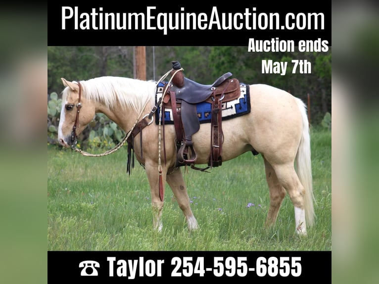 Quarter horse américain Hongre 6 Ans 152 cm Palomino in Morgan MIll TX