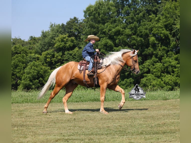Quarter horse américain Hongre 6 Ans 152 cm Palomino in Gladstone, NJ