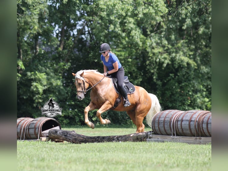 Quarter horse américain Hongre 6 Ans 152 cm Palomino in Gladstone, NJ
