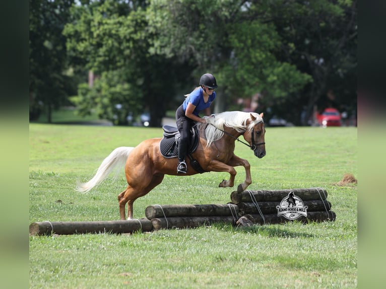 Quarter horse américain Hongre 6 Ans 152 cm Palomino in Gladstone, NJ