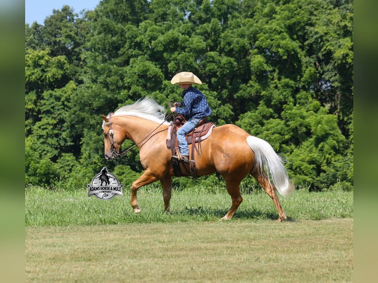 Quarter horse américain Hongre 6 Ans 152 cm Palomino in Gladstone, NJ