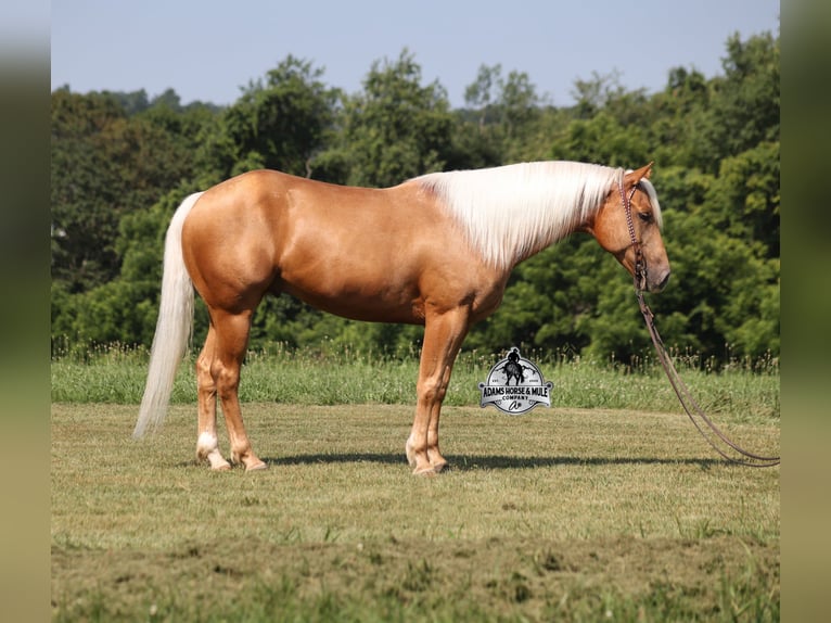 Quarter horse américain Hongre 6 Ans 152 cm Palomino in Gladstone, NJ