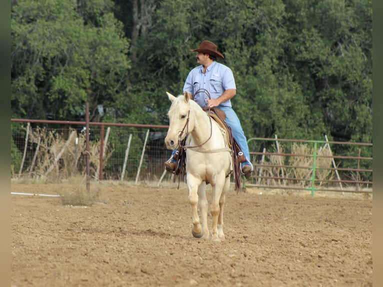 Quarter horse américain Hongre 6 Ans 152 cm Palomino in Stephenville TX