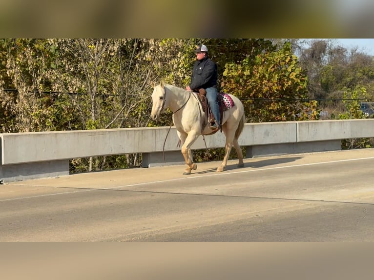 Quarter horse américain Hongre 6 Ans 152 cm Palomino in Stephenville TX