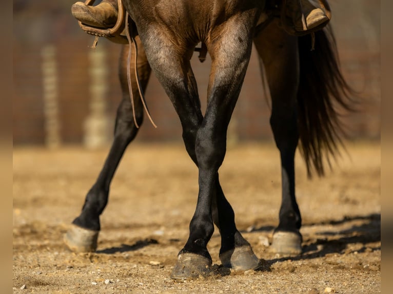 Quarter horse américain Hongre 6 Ans 152 cm Roan-Bay in Auburn
