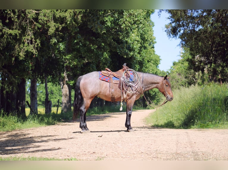 Quarter horse américain Hongre 6 Ans 152 cm Roan-Bay in Rolla, MO