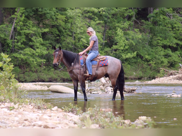 Quarter horse américain Hongre 6 Ans 152 cm Roan-Bay in Rolla, MO