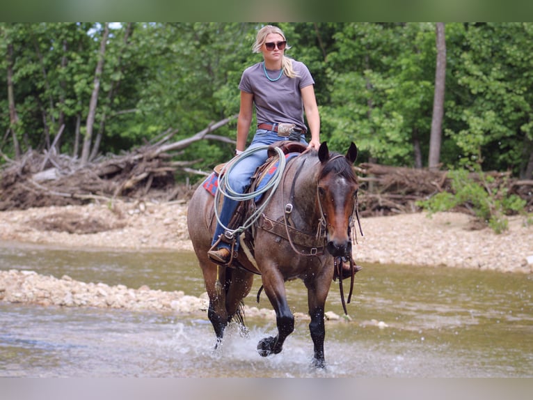 Quarter horse américain Hongre 6 Ans 152 cm Roan-Bay in Rolla, MO