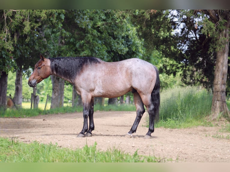 Quarter horse américain Hongre 6 Ans 152 cm Roan-Bay in Rolla, MO