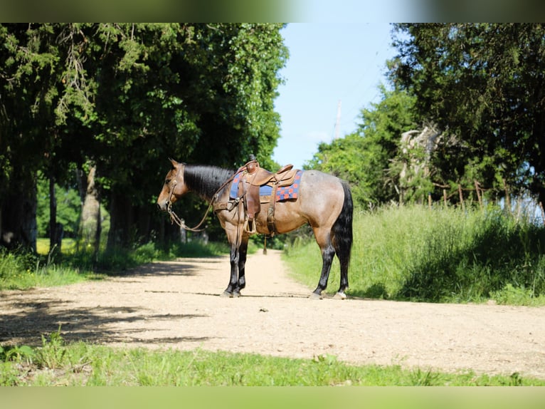 Quarter horse américain Hongre 6 Ans 152 cm Roan-Bay in Rolla, MO