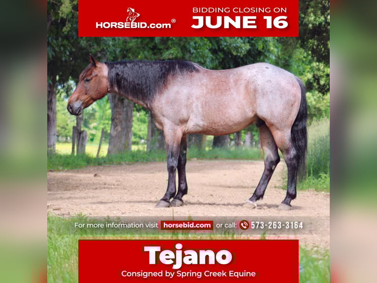 Quarter horse américain Hongre 6 Ans 152 cm Roan-Bay in Rolla, MO