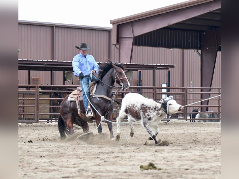 Quarter horse américain Hongre 6 Ans 152 cm Roan-Bay in Wickenburg