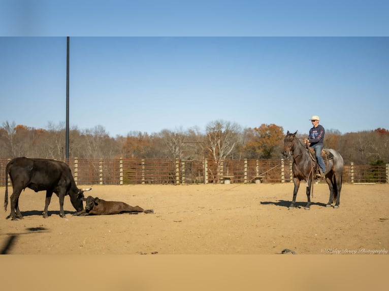 Quarter horse américain Hongre 6 Ans 152 cm Roan-Bay in Auburn