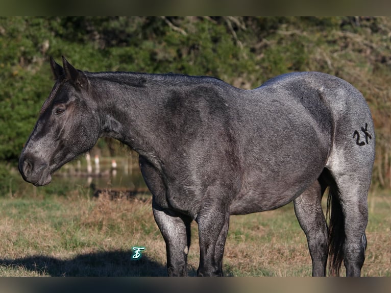 Quarter horse américain Hongre 6 Ans 152 cm Rouan Bleu in Carthage