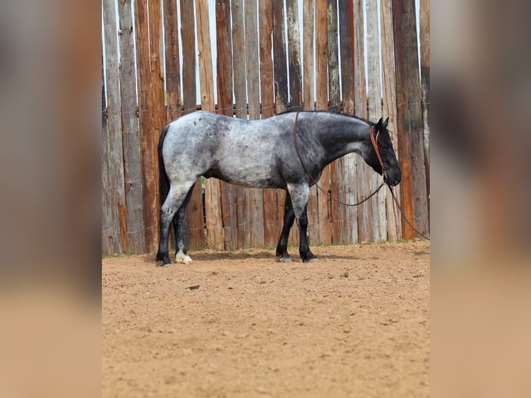 Quarter horse américain Hongre 6 Ans 152 cm Rouan Bleu in Stephenville, TX