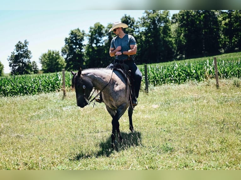 Quarter horse américain Croisé Hongre 6 Ans 152 cm Rouan Bleu in Dalton, OH