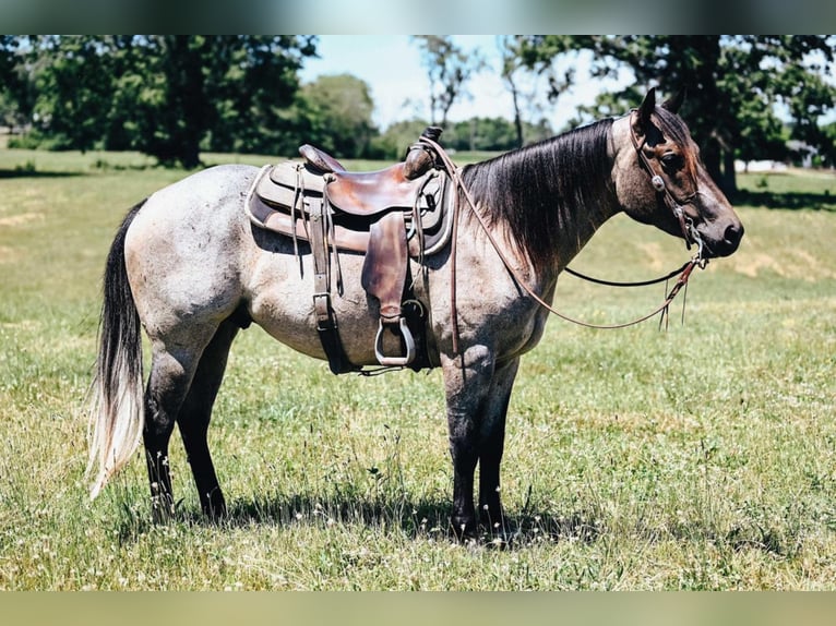Quarter horse américain Croisé Hongre 6 Ans 152 cm Rouan Bleu in Dalton, OH