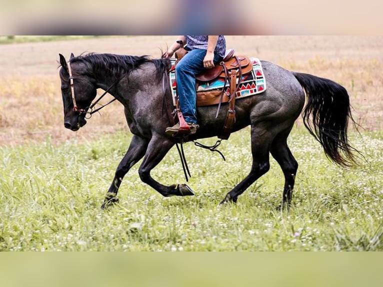 Quarter horse américain Hongre 6 Ans 152 cm Rouan Bleu in Katy