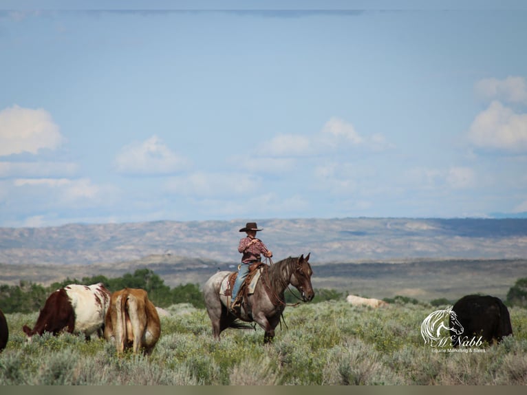 Quarter horse américain Hongre 6 Ans 152 cm Rouan Rouge in Cody