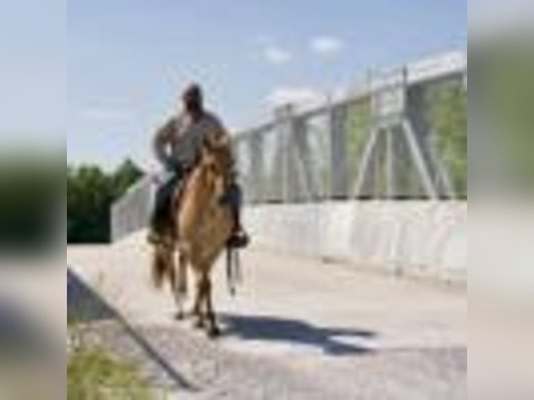 Quarter horse américain Hongre 6 Ans 152 cm Rouan Rouge in Carrolton, MO