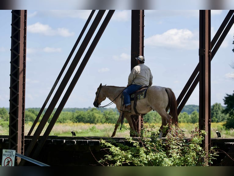 Quarter horse américain Hongre 6 Ans 152 cm Rouan Rouge in Carrolton MO